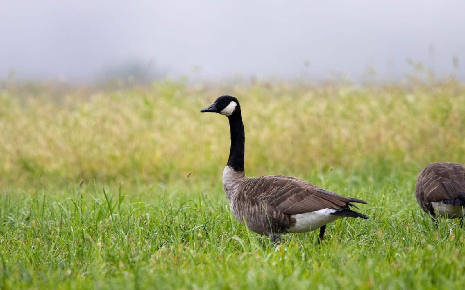 Commercial-Goose-Control