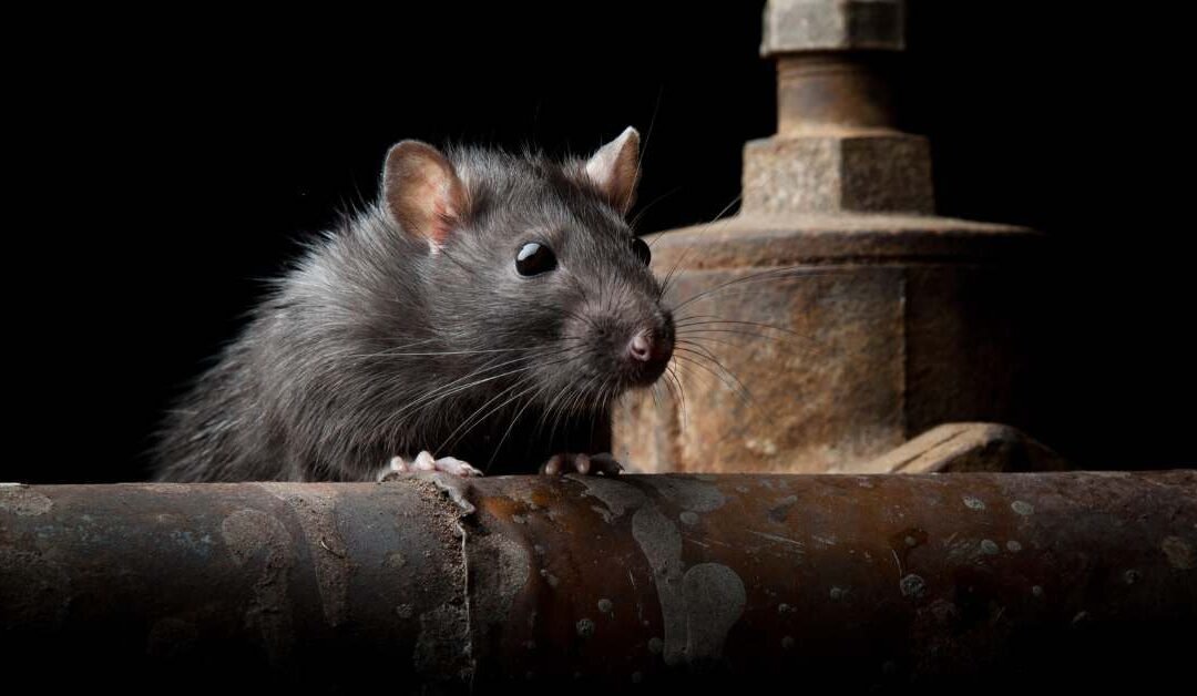 Effective-Rat-Removal-in-Santa-Barbara-County-1080x628