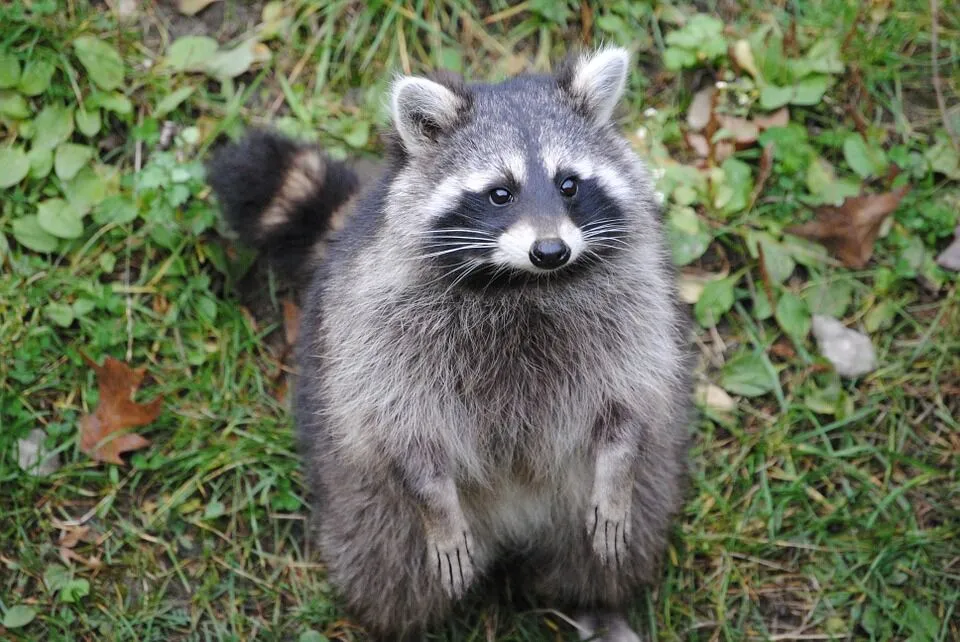 Raccoon-Control