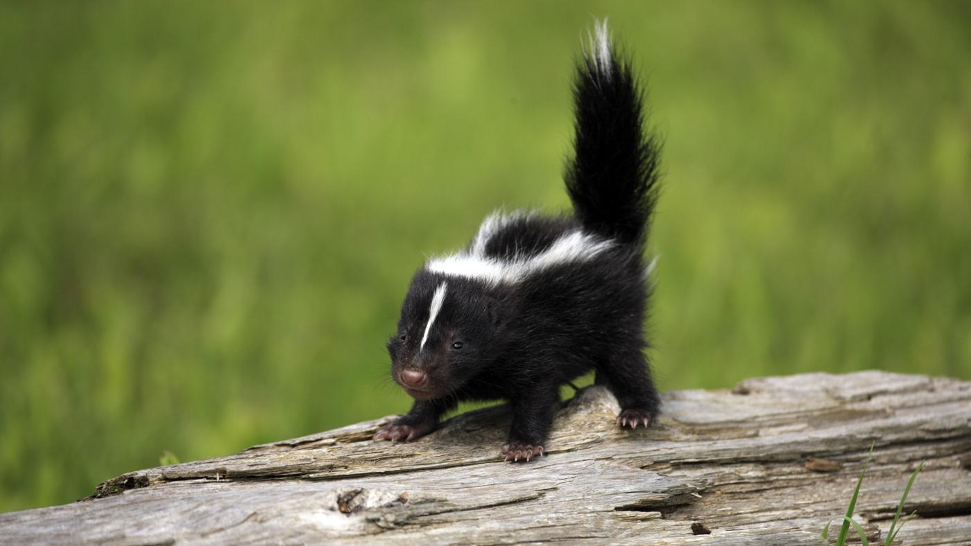 The-Life-of-a-Baby-Skunk-1-