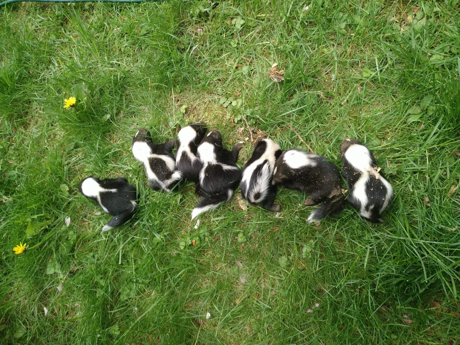 baby-skunks-lined-up-in-grass-scaled