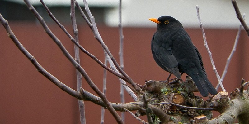 bird-removal-waterloo