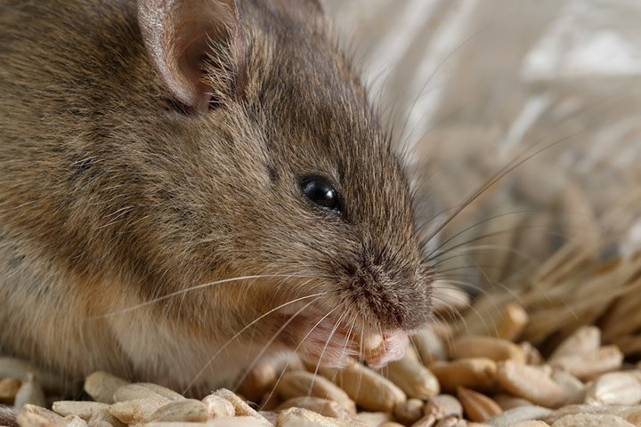closeup-of-young-mouse
