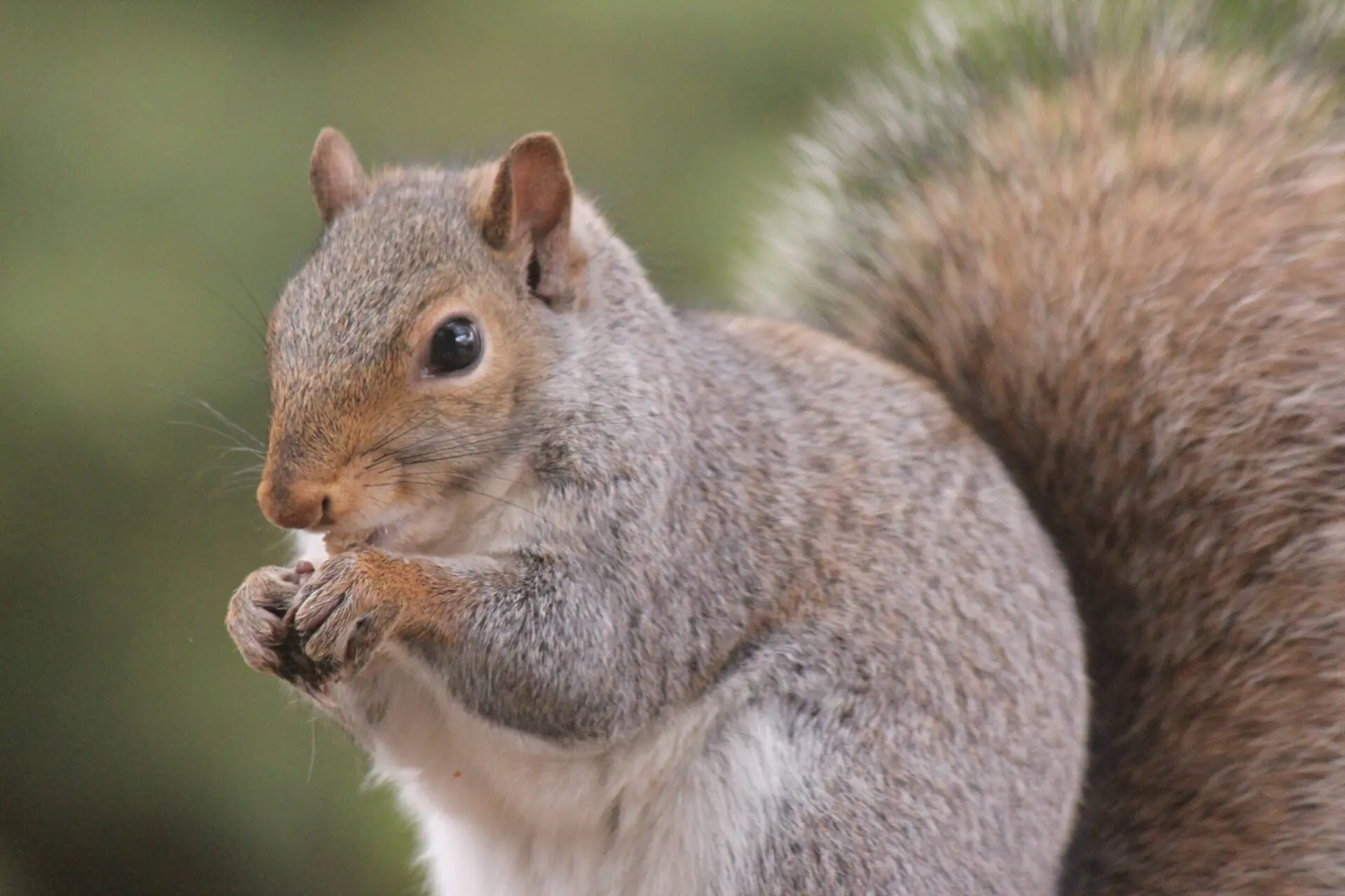 how-to-get-rid-of-squirrels-in-attic-scaled