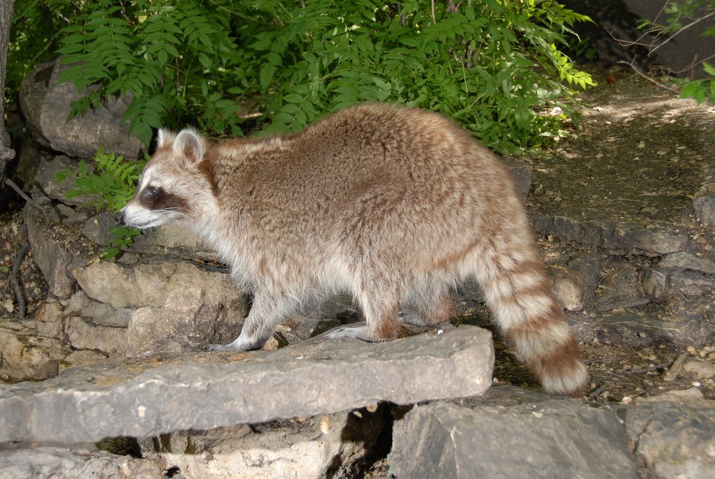 large