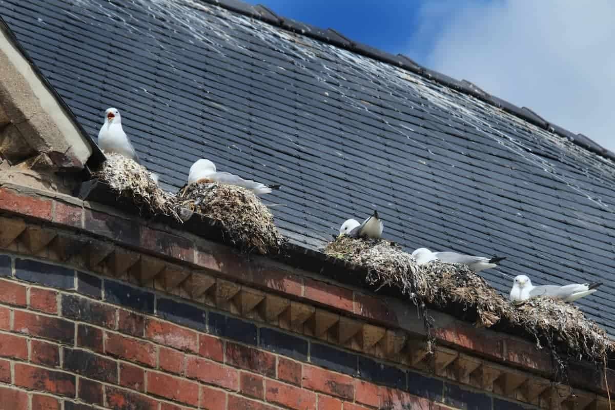 nesting_seagulls-opt