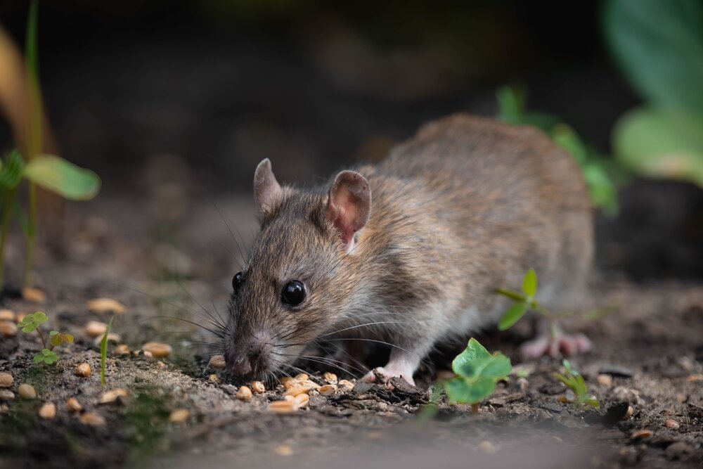 Rat,Looking,For,Some,Food