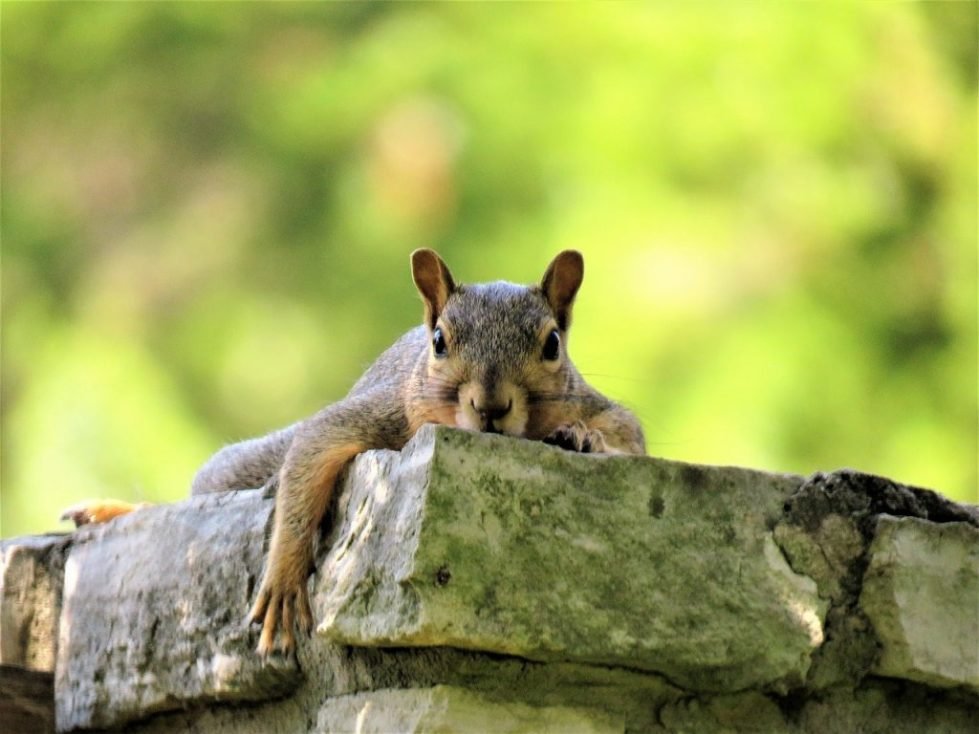 squirrel-removal-service-979x734
