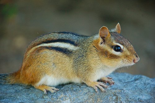 web-chipmunk-2